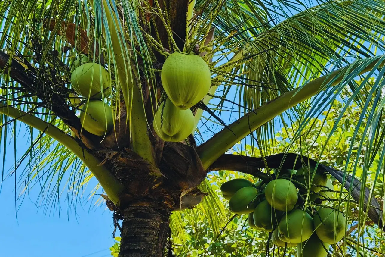 Casa ampla com jardim e 3 suítes em Novo Airão · foto 32