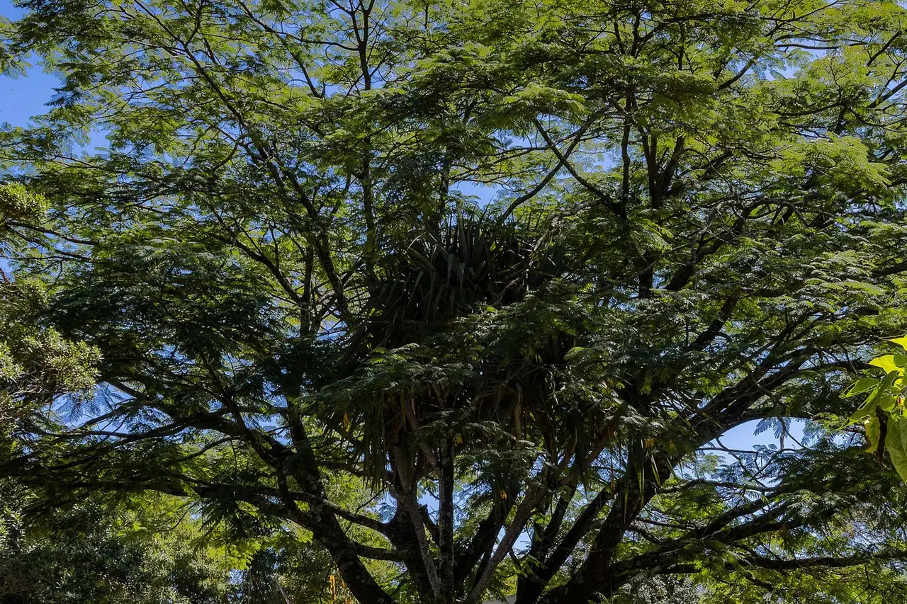 Jardim