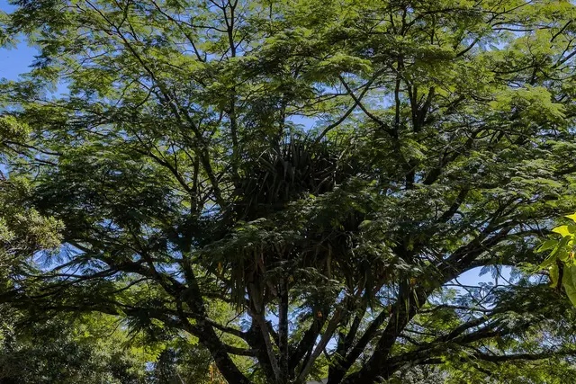 Jardin