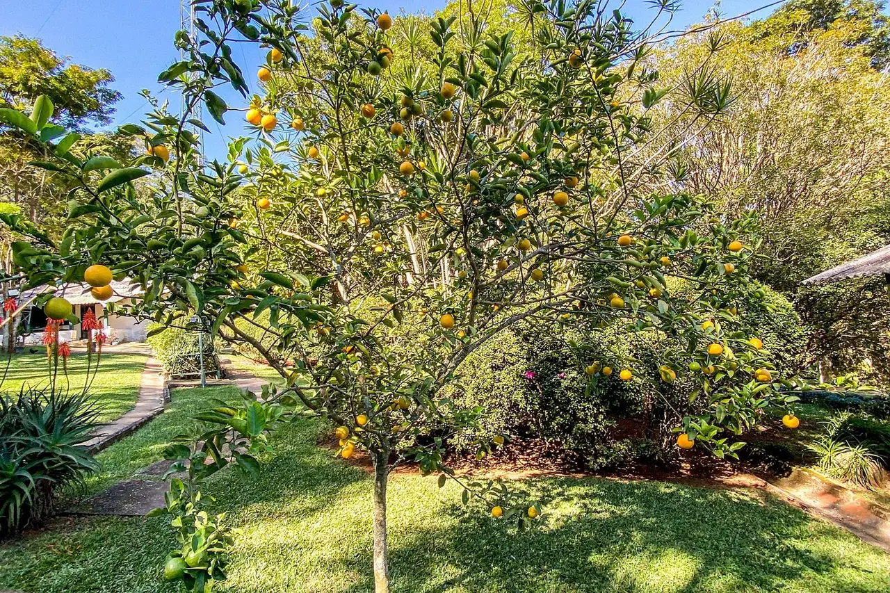 Jardim